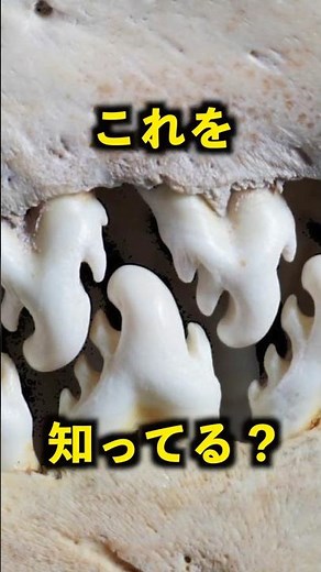 [Mysterious Crystal] Crabeater Seal Teeth
