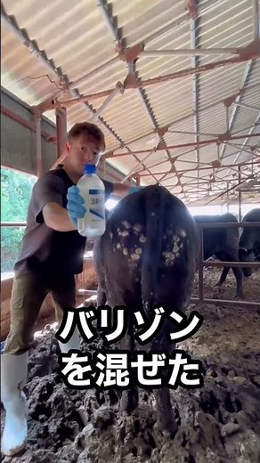 [Cattle Diseases] Dermatophytosis