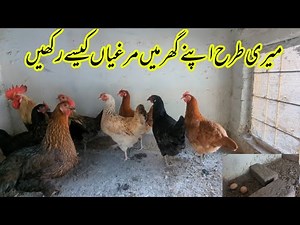 hen farming at home | Murghian Apne Ghar Mein Kaise Palen | poultry farming business at home idea