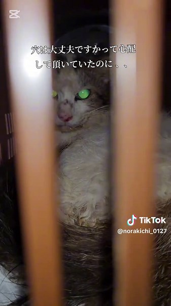 捨て猫救助活動の全貌と保護の重要性