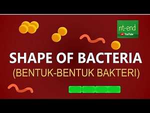 SHAPE OF BACTERIA - BENTUK BAKTERI