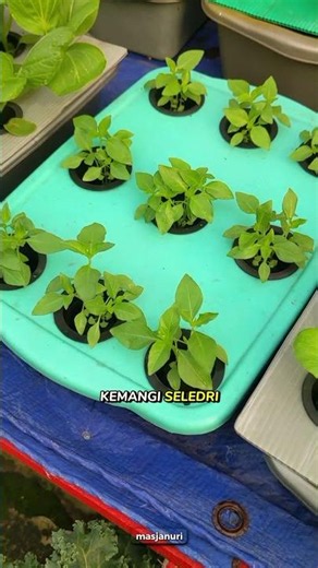 Complete Hydroponic Starter Kit #janurinurhidayat #gardening