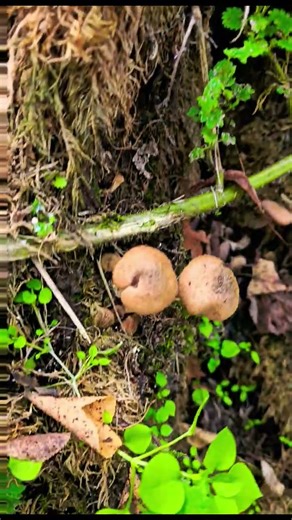 Armillaria ostoyae🍄‍🟫🍴#mushroom