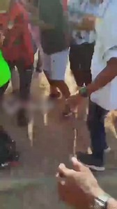 AFTERMATH OF BULL ATTACK