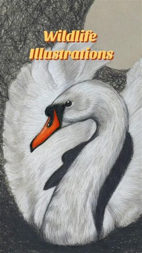 Want to learn how to draw better while creating awesome wildlife art? I got you! 😉