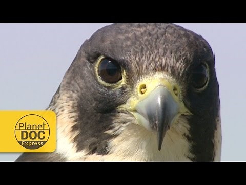 Halcón Peregrino | Planet Doc Express