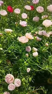 Moss Rose👨🏼‍🌾🌱 #gardening #gardeningtips #newyork | Seeds Connectorg
