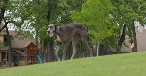 Ce Dogue allemand est le plus grand chien vivant du monde et sa taille est impressionnante