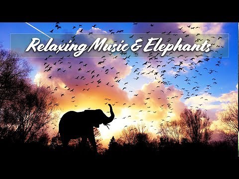 Relaxing Music (Beautiful Elephants - 2 hours Calm | Sleep | Relax | Classroom)