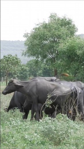 Peaceful Black Cow Mooing Sounds in Pasture