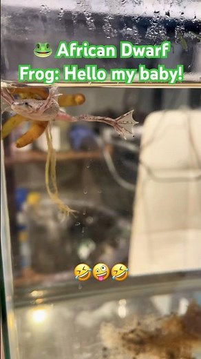 African Dwarf Frog 🐸 singing and performing:🎵 Hello my baby, hello my honey !🤣 #petcomedy #frog