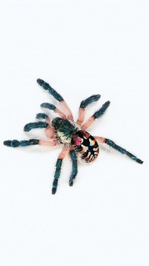 Tarantula Collective | Tarantula Care & Education on Instagram: "Typhochlaena seladonia, aka Brazilian Jewel Tarantula, is one of the most unique and visually stunning tarantulas in the world. Native to Brazil, this small arboreal species is known for its iridescent coloration and intricate burrowing behaviors inside tree bark crevices. Unlike most arboreal tarantulas, T. seladonia is a facultative burrower, meaning it creates its own retreats using silk and bark rather than just relying on webb