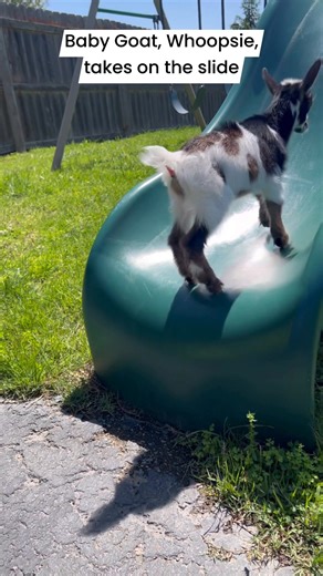 Baby Goat, Whoopsie, takes on the slide. He just kept going right back up! (He was fine) #goats #pets #babygoats | Kids On Kerth