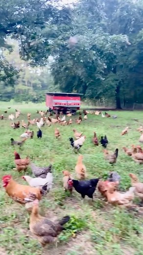 55K views · 217 reactions | This is how we move our egg chickens to...