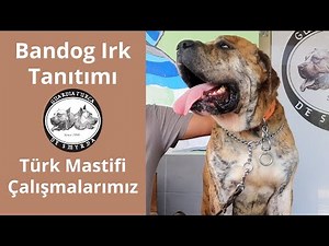Bandog nedir? American Bandogge Mastiff Irk Özellikleri ve Türk Mastifi Çalışmalarımız