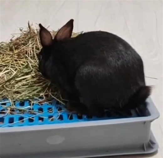 ZOOM ZOOM BUNNY 🐰 Meet Edianbai, the super sweet and inquisitive rabbit who can’t stop exploring! This fluffy ball of sunshine is always on the move. She can’t be stopped! Our girl is recovered and ready for her forever home! If you are keen to meet her, do check her out on our ‘Adoptable Rabbits’ pinned at the top of our page! 🥕🐇💨 | Bunny Wonderland