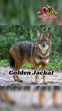 Golden Jackal: The Silent Strategist of the Wild 🐺✨#jackal #jackals #nature #wildlife #naturelovers