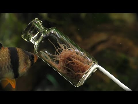 Fun With Tiger Barbs