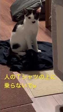 【気づいたらここにいた子猫】#子猫 #かわいい #猫動画 #猫のいる生活 #癒し #kitten #cat #catvideo #shorts