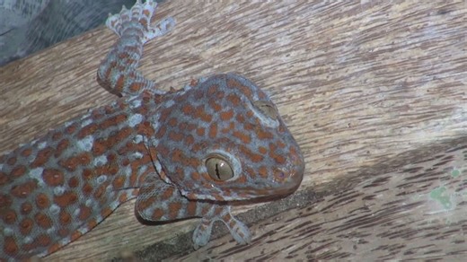 Encountering one of the world's largest gecko species