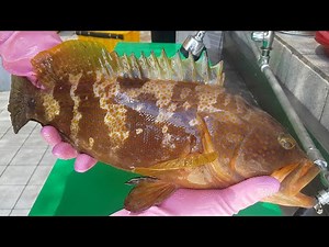 식감이 환상적인 붉바리~