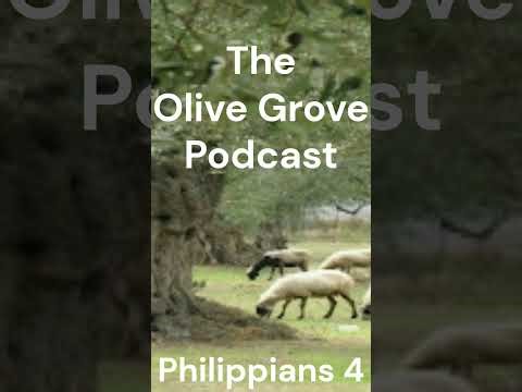 The Olive Grove Podcast Philippians Chapter 4 Discussion