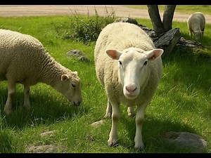 Sheep in the Free Reign: Nature’s Unbridled Grazers!