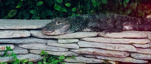 Chinese Alligator
