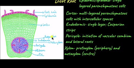 Anatomy of the Root