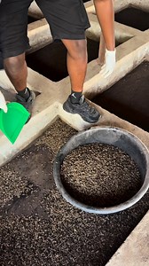 We harvest BSF larvae from our bio ponds daily to feed our catfish | Bempet Organic Farm