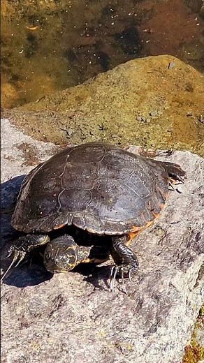 Eine Wasserschildkröte