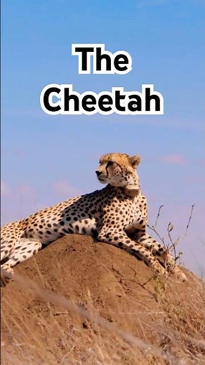 0-60 MPH! WHY The Cheetah is the World's Fastest Animal - #shorts #shortsviral #cheetah #truvenor