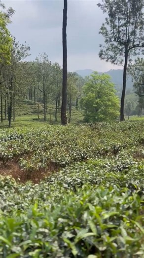 അട്ടപ്പാടിയിൽ കണ്ടിരിക്കേണ്ട വ്യൂ സ്പോട്ട്കൾ ❤️😱..#attapadi #viewspots#travelideas