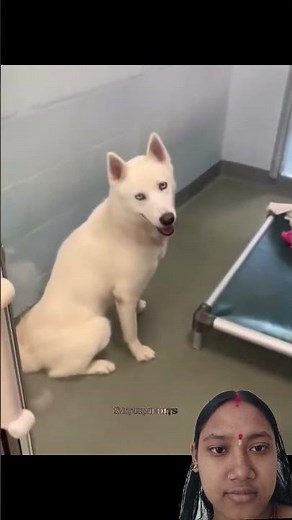 He Looks So Happy After Being Adopted 🐾#dog #dogadoption #adoptdontshop #rescuedog #shelterdog