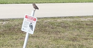 WHO'S counting? Census collected for Cape's Burrowing Owls