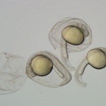 Video: Analysis of Apoptosis in Zebrafish Embryos by Whole-mount Immunofluorescence to Detect Activated Caspase 3