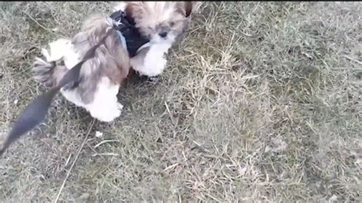 2.9K views · 111 reactions | Does your Shih Tzu get separation anxiety? These tips may help. | Shihtzuadvice.com | Facebook