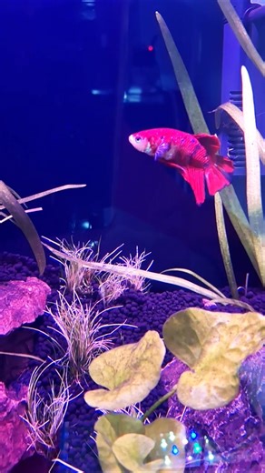 How to Keep Betta Fish Happy & Healthy (Tips & Tricks)