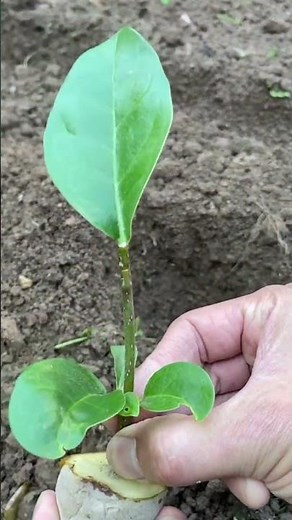 How to grow potatoes fast with cuttings