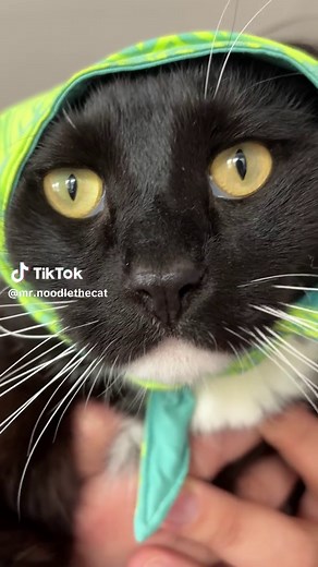 Cookin’ with Noodle! #cat #cats #catsoftiktok