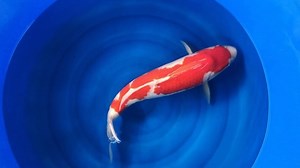 Next up, Maruyama Kohaku Nisai Outstanding body structure and thick Beni. | Select Nishikigoi International