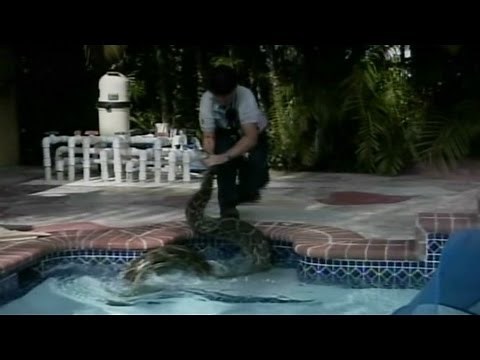 12-foot python found in pool