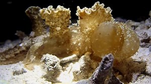 Solar-Powered Sea Slugs Becoming Too Rare to Study