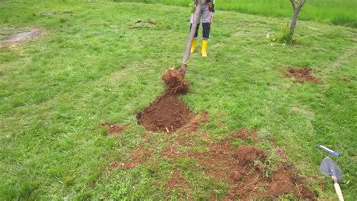 Easily remove tree stump and fence