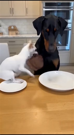 Tiny Thief Strikes Again! A little dog steals a big steak, leaving the big dog stunned! #fblifestyle #AI Generated using Kling AI . . . (For entertainment purposes only. Consult professionals if guidance on activities is presented. No brand affiliation is implied if any are shown. If inspired by true events, creative adaptations may be included. Content may include public footage.) | Fabiosa Life