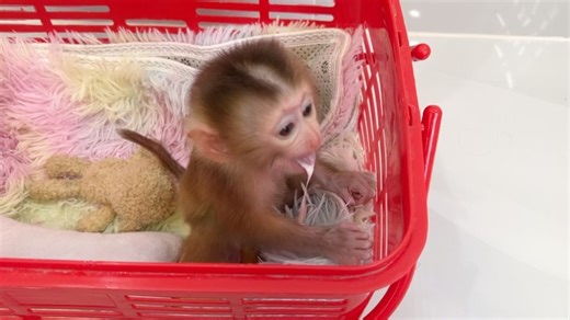 73K views · 1.1K reactions | Baby Katy Vomits Formula After Drinking Too Much | Monkey Daily | Facebook