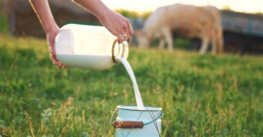 The Complicated History of Milk