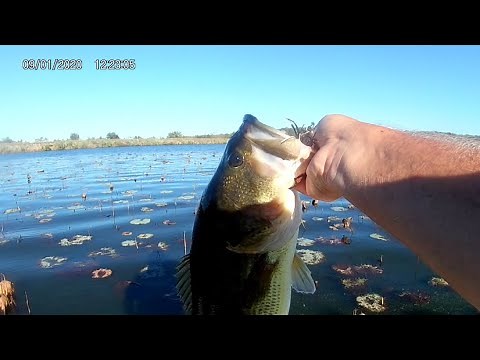 Big Bass on a Weedless Spoon- the Johnson Silver Minnow