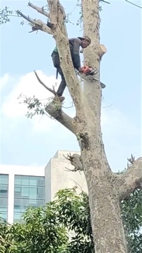 woodcutter skills Woodworking projects Technique #shortvideo #treecutting #cuttingskills