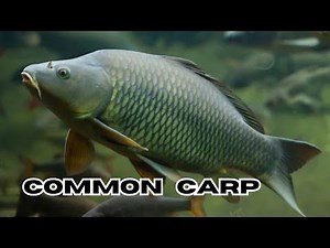 Common Carp in Clear Water | Peaceful Pond Fish Video in 4K